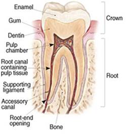 Endodontic Specialist of Oakhurst